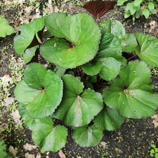 Ligularia dentata autre