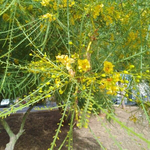 Parkinsonia aculeata ᱥᱟᱠᱟᱢ