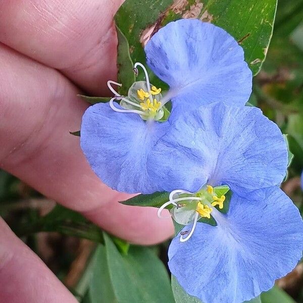 Commelina erecta Цвят