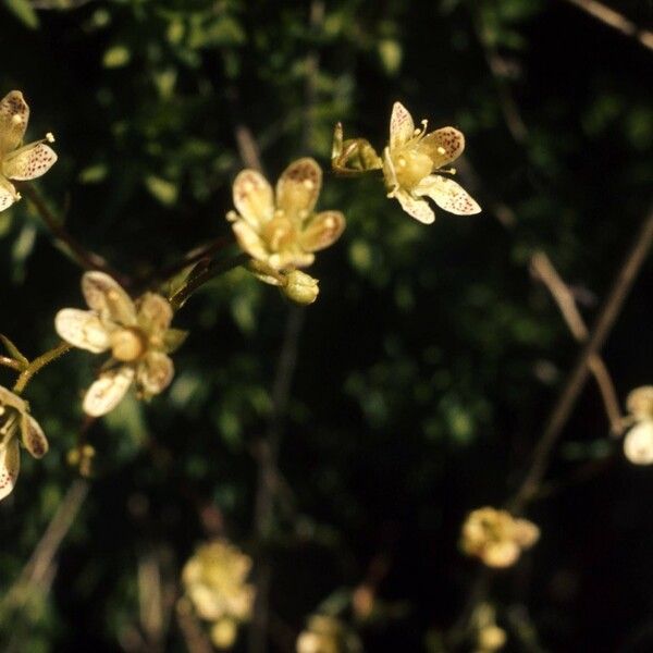 Saxifraga bronchialis 花