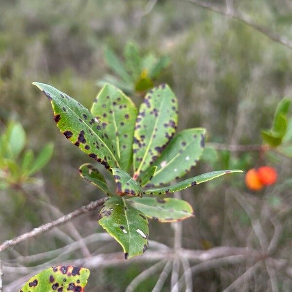 Arbutus andrachne List