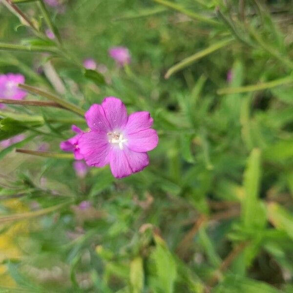 Epilobium hirsutum 花