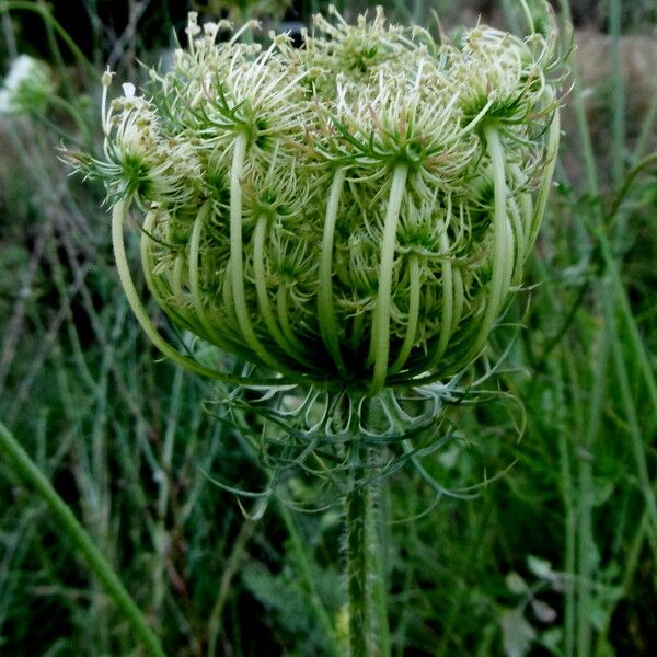 Ammi majus ᱵᱟᱦᱟ