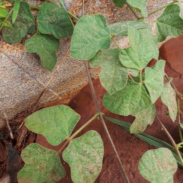 Macroptilium atropurpureum Leaf