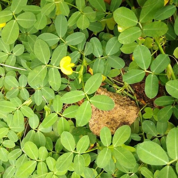 Arachis hypogaea পাতা