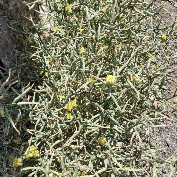 Lactuca orientalis Costuma