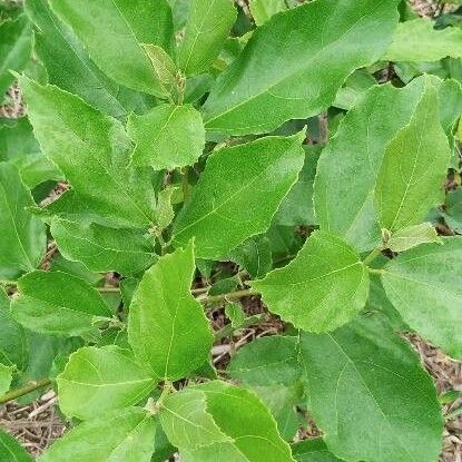 Ficus exasperata পাতা