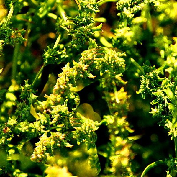 Atriplex littoralis Flor