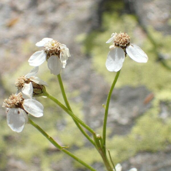 Achillea erba-rotta ᱵᱟᱦᱟ