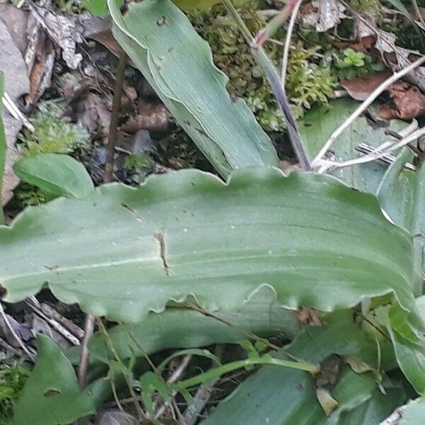 Orchis italica Fulla