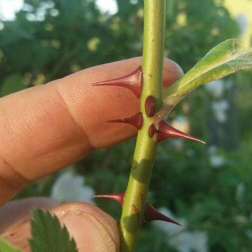 Rosa tomentosa Lubje