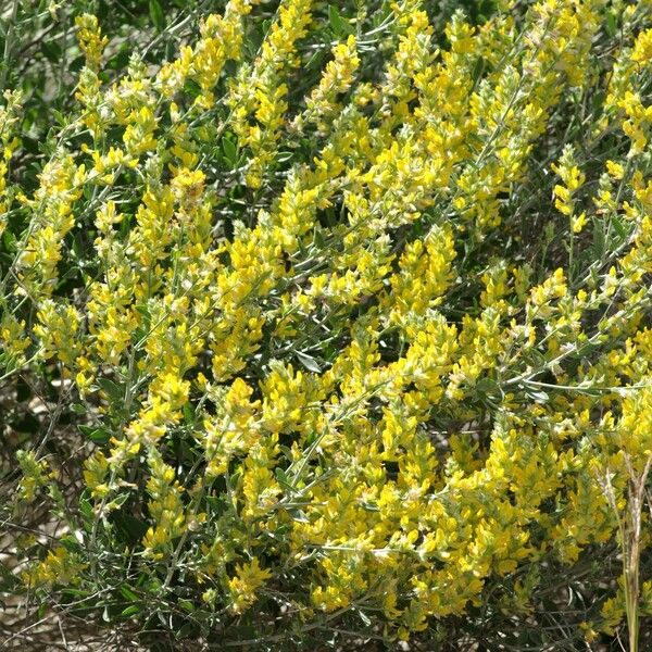 Anthyllis cytisoides Flor