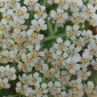 Achillea millefolium 花