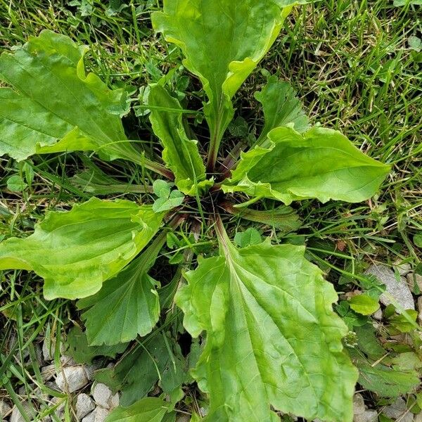 Plantago rugelii ᱥᱟᱠᱟᱢ