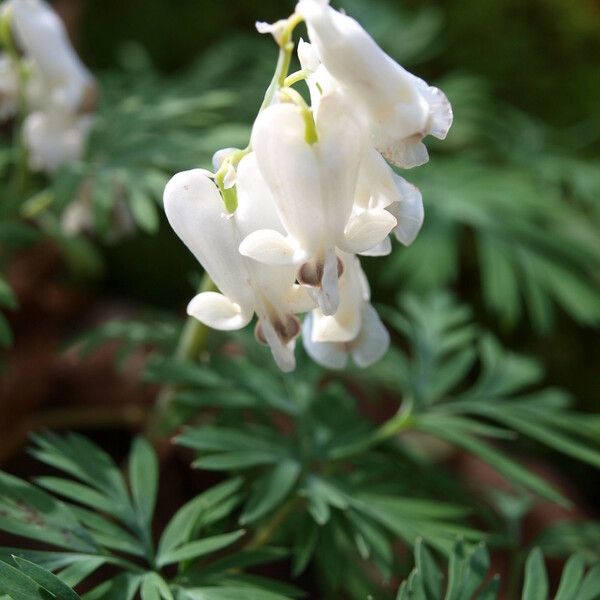 Dicentra canadensis Blüte