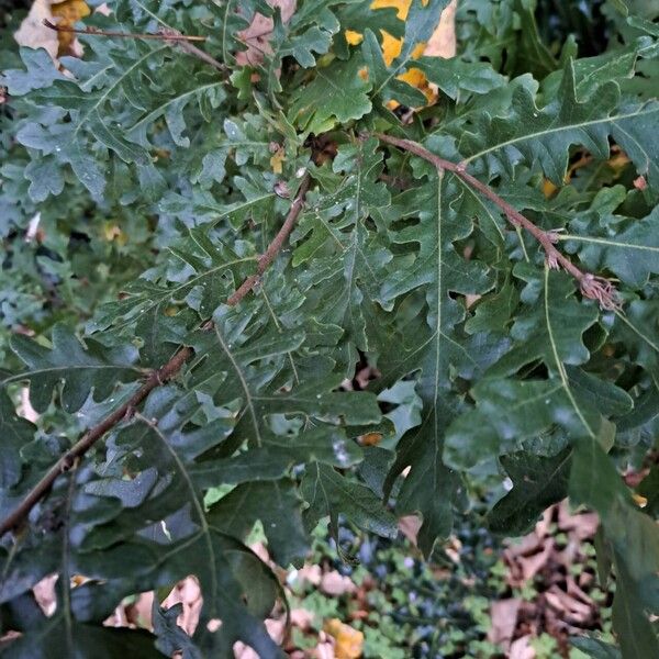 Quercus cerris Leaf