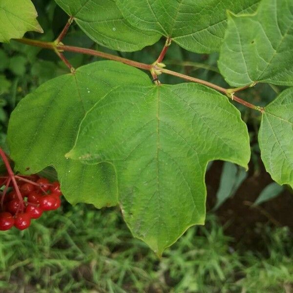 Viburnum opulus Feuille