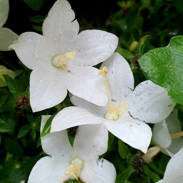 Campanula carpatica Flower