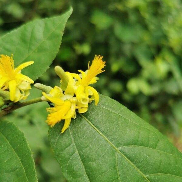 Grewia flavescens Blomma