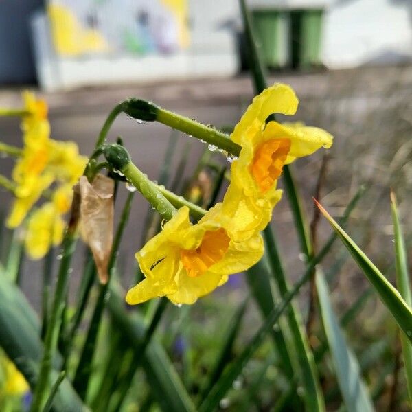 Narcissus jonquilla 花