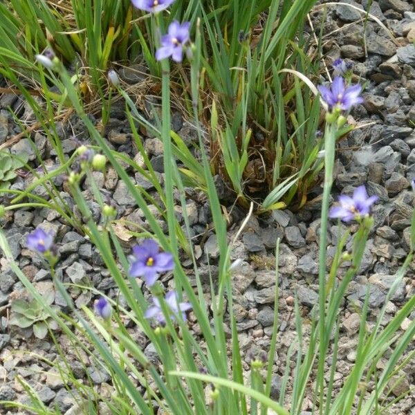 Sisyrinchium angustifolium Fiore