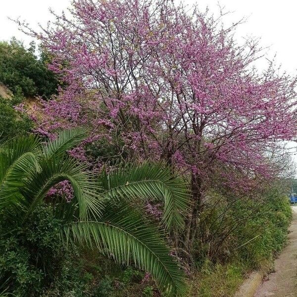 Cercis canadensis 花