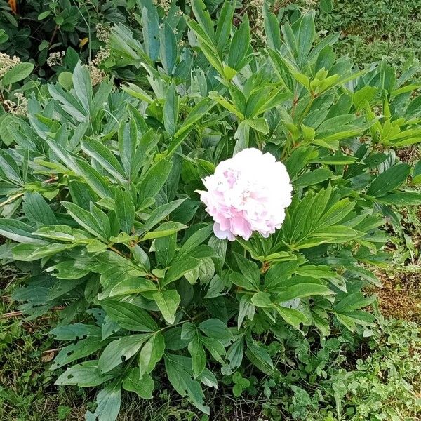 Paeonia lactiflora Агульны выгляд