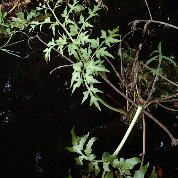 Ceratopteris cornuta Leaf