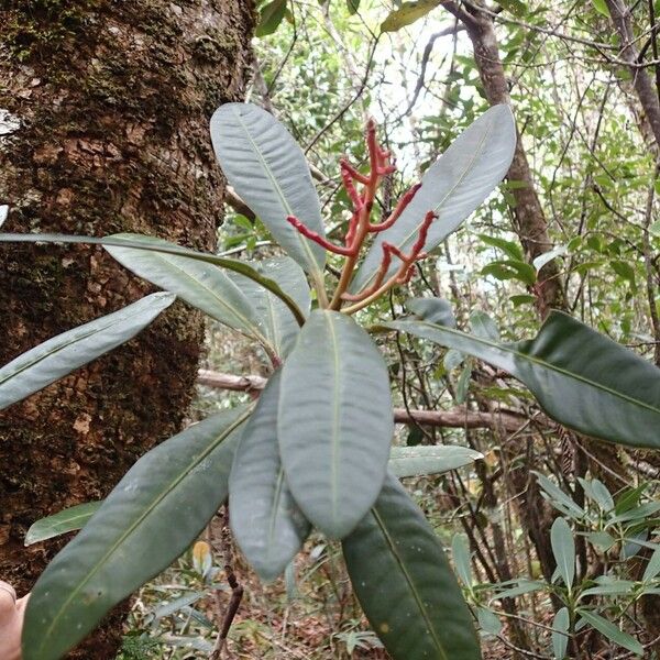 Tapeinosperma rubidum Vivejo