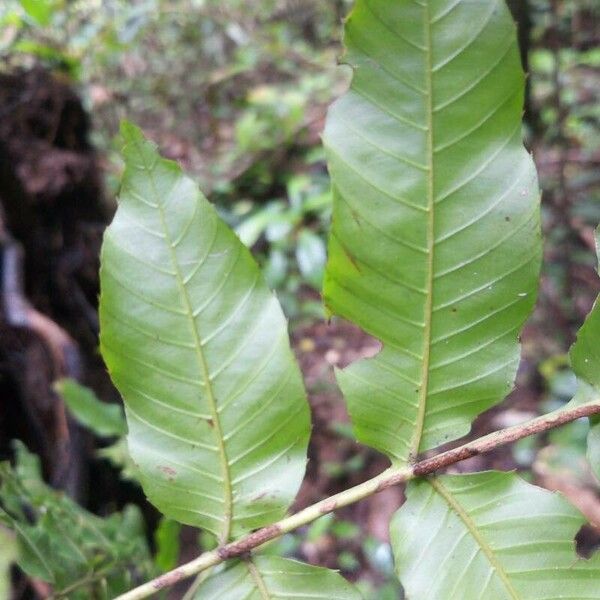 Touroulia guianensis Blad