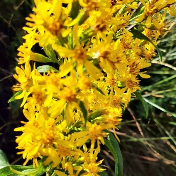 Solidago virgaurea Лист