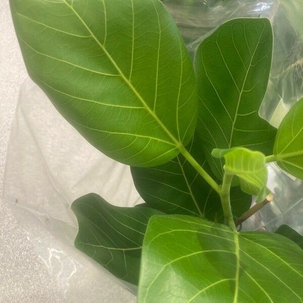 Ficus benghalensis Feuille