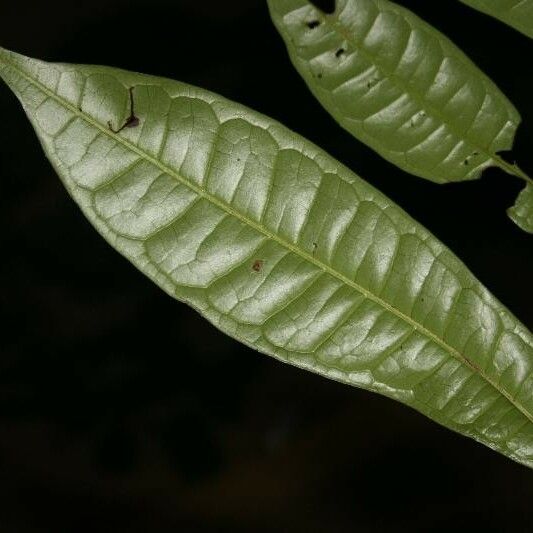 Vantanea parviflora Deilen