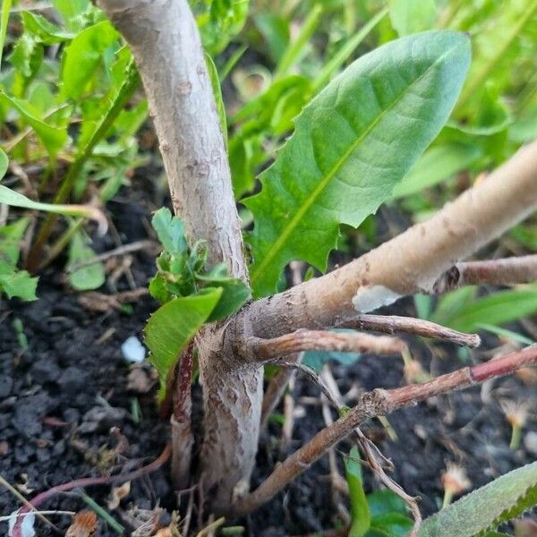 Sorbus chamaemespilus Kůra