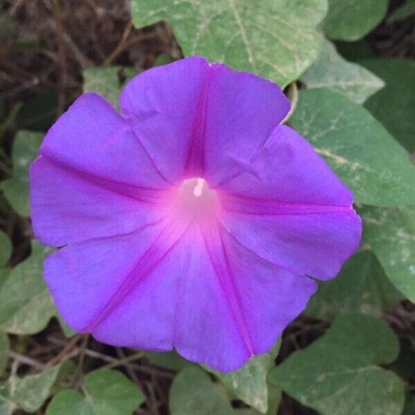 Ipomoea indica その他の提案