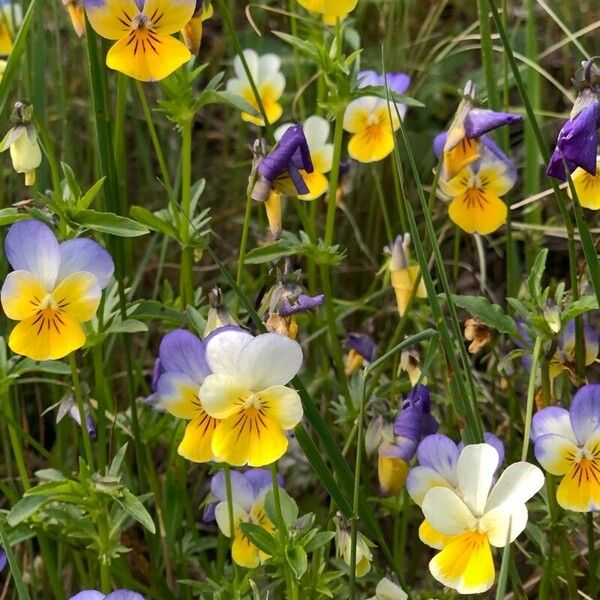 Viola tricolor 花