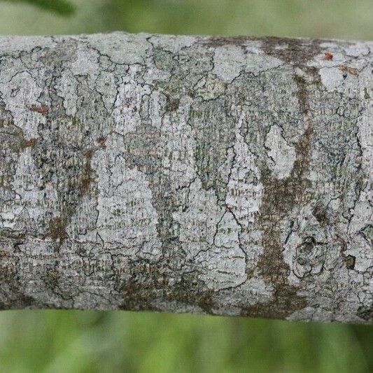 Acacia mearnsii മറ്റ്