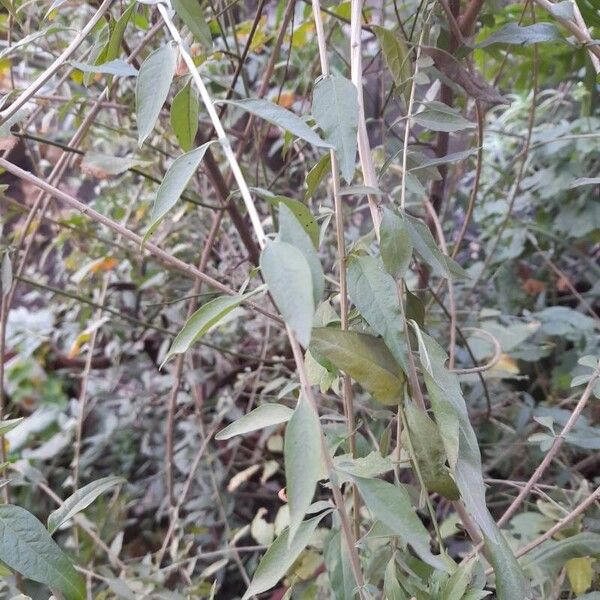 Aloysia polystachya Leaf