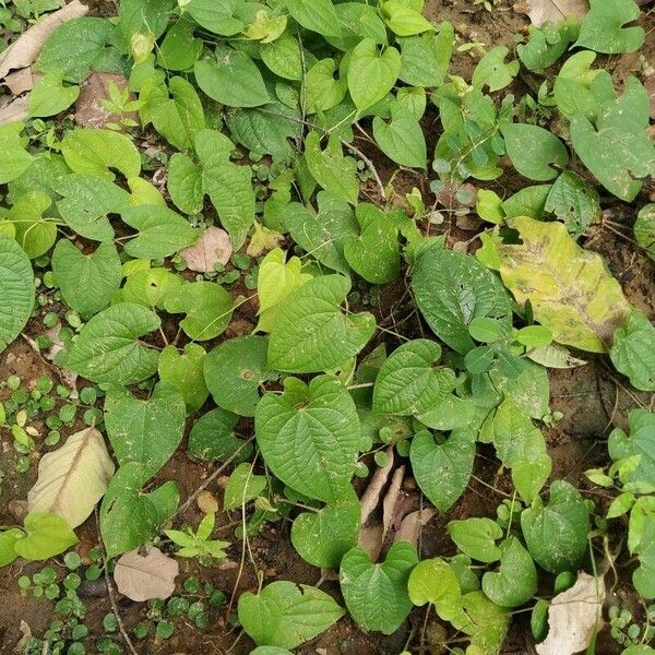 Dioscorea bulbifera Blatt