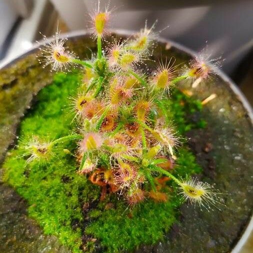 Drosera scorpioides Leaf