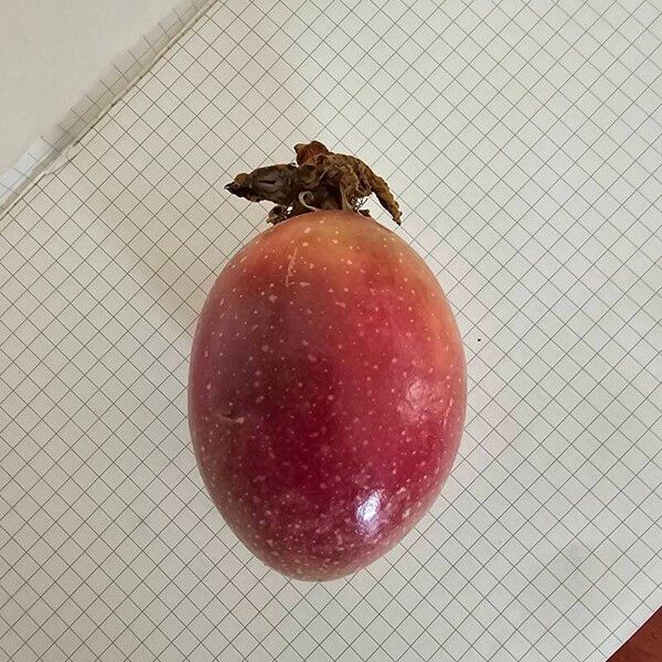 Passiflora edulis Fruit