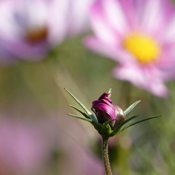 Cosmos bipinnatus Drugo