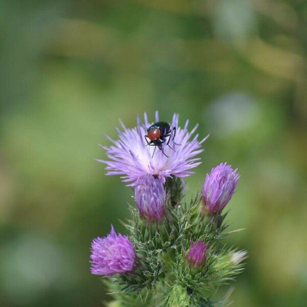 Carduus tenuiflorus Цвят