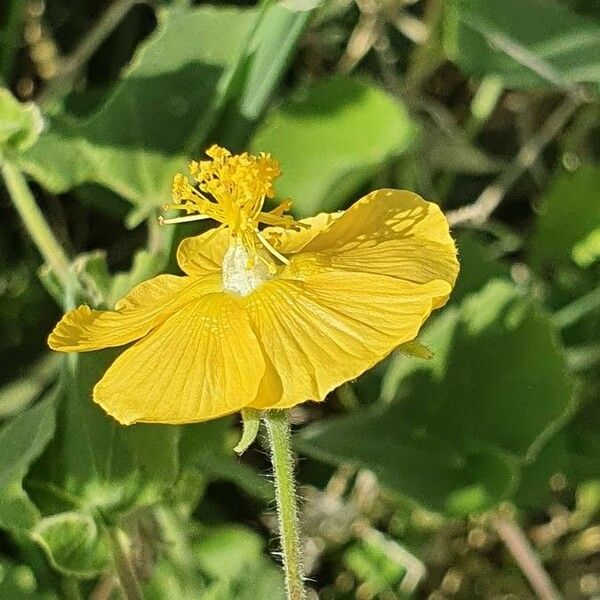 Abutilon mauritianum Flower