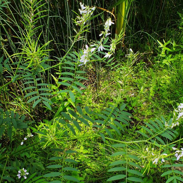 Galega officinalis Fruit