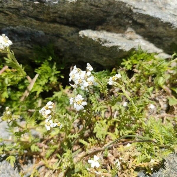 Achillea erba-rotta 花