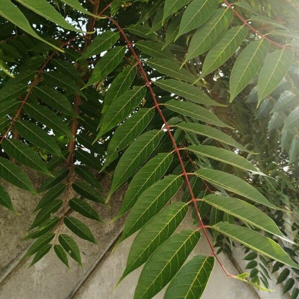 Ailanthus altissima পাতা