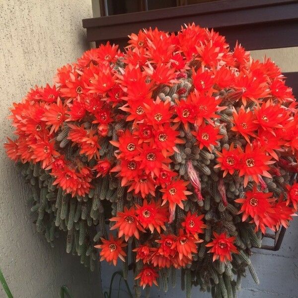 Chamaecereus silvestrii Flor