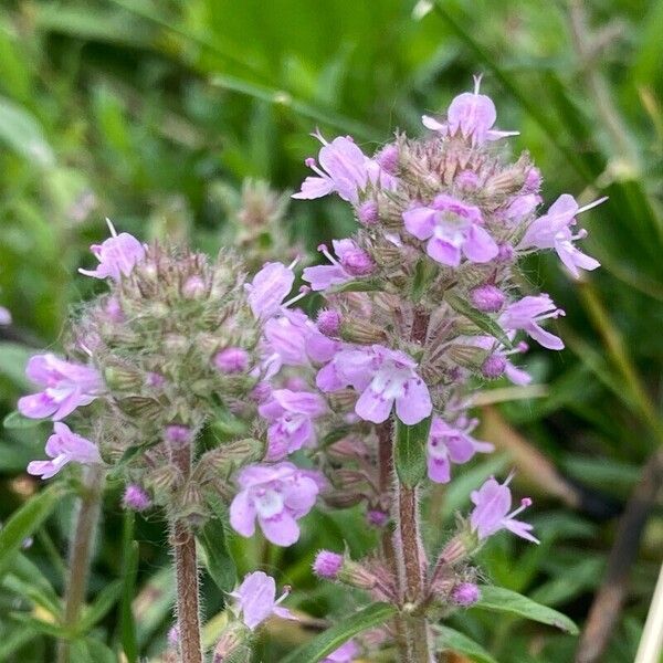 Thymus pulegioides Õis