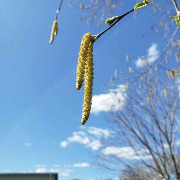 Betula nigra Цветок